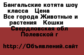 Бангальские котята шоу класса › Цена ­ 25 000 - Все города Животные и растения » Кошки   . Свердловская обл.,Полевской г.